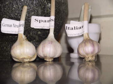 three types of garlic